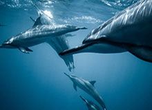 九游APP下载：带你玩转游戏世界的全方位入口